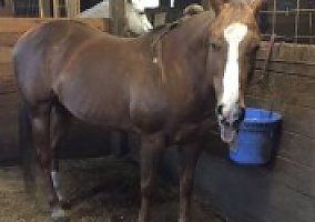 Quarter Horse (Quarter Horse, Mare) in Gresham, OR