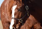Quarter Horse - Horse for Sale in Springtown, TX 76082 Quarter Horse - Horse for Sale in Springtown, TX 76082