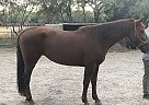 Other Mare for Sale in Tucson, Arizona Other Mare for Sale in Tucson, Arizona