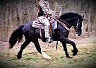 Gypsy Vanner - Horse for Sale in Branson, MO 65759