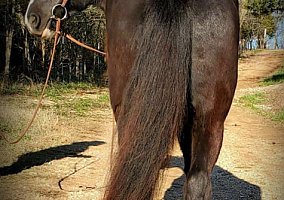 Gypsy Vanner (Gypsy Vanner, Gelding) in Branson, MO