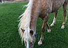 Raquel's Fire - Mare in Apache Junction, AZ Raquel's Fire - Mare in Apache Junction, AZ