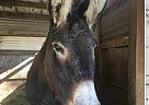 Donkey - Horse for Sale in Buford, GA 30033