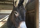 Donkey - Horse for Sale in Buford, GA 30033 Donkey - Horse for Sale in Buford, GA 30033