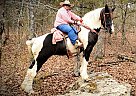 Draft - Horse for Sale in Branson, MO 65759