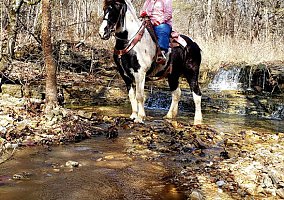 Draft (Percheron, Belgian, Clydesdale, Shire) (Draft (Percheron, Belgian, Clydesdale, Shire), Mare) in Branson, MO