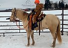 Peep - Mare in St Croix falls, WI Peep - Mare in St Croix falls, WI