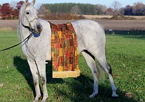 Arabian (Arabian, Mare) in Whitewater, WI