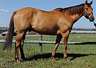 Appendix Gelding for Sale in Stonewall, Manitoba Appendix Gelding for Sale in Stonewall, Manitoba