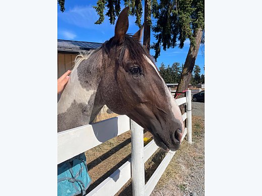 2008 Paint Gelding.