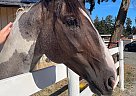 Paint - Horse for Sale in Nanaimo, BC V9X1Y1