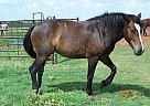 Percheron Cross Gelding Draft Stallion
