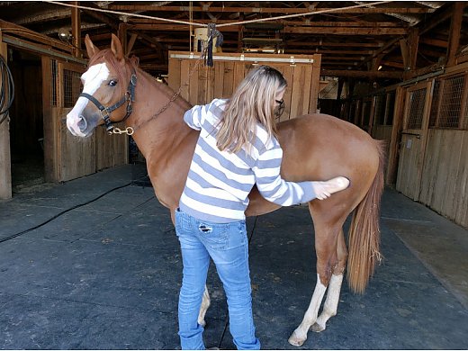 APHA 2018 Filly
