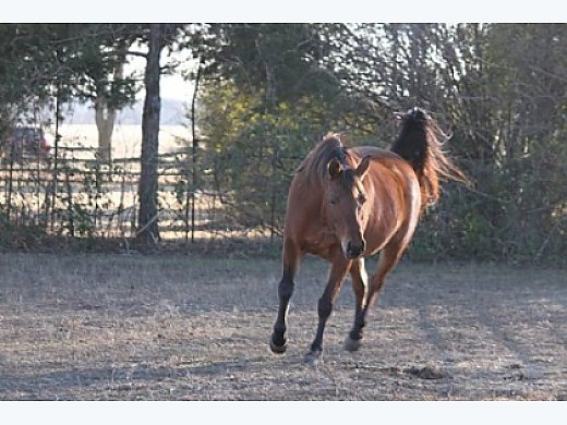 Broodmare,  Under Saddle