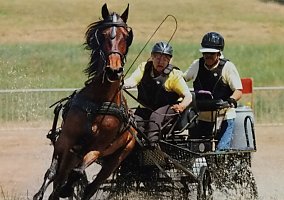 Morgan (Morgan, Gelding) in Wilton, CA