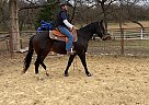 Quarter Horse - Horse for Sale in Poolville, TX 76487