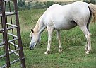 Half Arabian - Horse for Sale in Fletcher, OK 73538