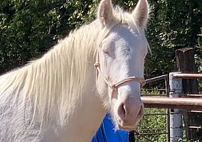 Gypsy Vanner (Gypsy Vanner, Stallion) in Canton, TX
