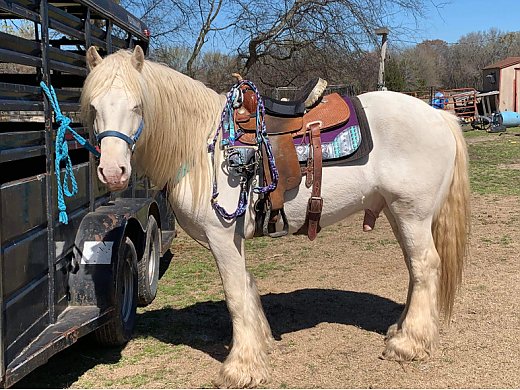 Gypsy Vanner Solid Cremello