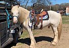 Gypsy Vanner - Horse for Sale in Canton, TX 75103 Gypsy Vanner - Horse for Sale in Canton, TX 75103