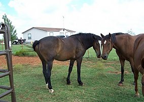 Draft (Percheron, Belgian, Clydesdale, Shire) (Draft (Percheron, Belgian, Clydesdale, Shire), Stallion) in Elgin, OK