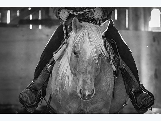 Reg AQHA Kids Horse
