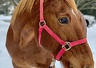 Chester - Gelding in Lancaster, PA Chester - Gelding in Lancaster, PA