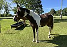 Tennessee Walking - Horse for Sale in Birch Tree, MO 65438 Tennessee Walking - Horse for Sale in Birch Tree, MO 65438