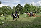 Tennessee Walking - Horse for Sale in Birch Tree, MO 65438 Tennessee Walking - Horse for Sale in Birch Tree, MO 65438