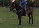Thoroughbred - Horse for Sale in Okeechobee, FL 34972