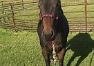 Horse for Sale Babe