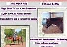Strait To Your Heart Appendix Mare
