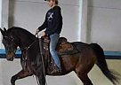 Cf twisted - Gelding in Milan, MI Cf twisted - Gelding in Milan, MI