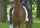 National Show Mare for Sale in Bloomfield, Iowa National Show Mare for Sale in Bloomfield, Iowa