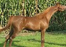 Arabian - Horse for Sale in Bloomfield, IA 52537