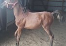 - Gelding in Bloomfield, IA - Gelding in Bloomfield, IA