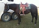 Paint - Horse for Sale in Bouse, AZ 85325
