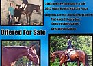 Appendix - Horse for Sale in Hurley, WI 54534 Appendix - Horse for Sale in Hurley, WI 54534