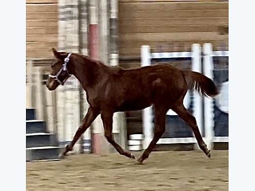 Classy TB Filly