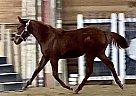 Thoroughbred - Horse for Sale in Meridian, ID 93642 Thoroughbred - Horse for Sale in Meridian, ID 93642