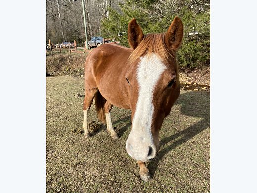 Companion Horse!