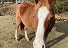 Quarter Horse - Horse for Sale in Dahlonega, GA 30533