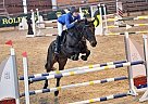 Belgian Warmblood - Horse for Sale in Hungary - Budapest,  2235