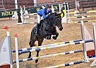 Belgian Warmblood - Horse for Sale in Hungary - Budapest, 2235 Belgian Warmblood - Horse for Sale in Hungary - Budapest, 2235