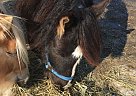 Weed - Gelding in Delano, MN Weed - Gelding in Delano, MN