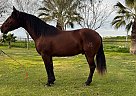 Andalusian - Horse for Sale in , CA 93215