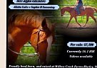 Quarter Horse - Horse for Sale in Hurley, WI 54534
