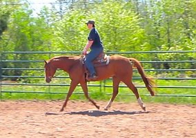 Quarter Horse (Quarter Horse, Gelding) in Hurley, WI