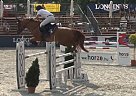 Belgian Warmblood - Horse for Sale in Hungary - Budapest, 2235 Belgian Warmblood - Horse for Sale in Hungary - Budapest, 2235