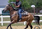 Quarter Horse - Horse for Sale in Marlborough, MA 01752